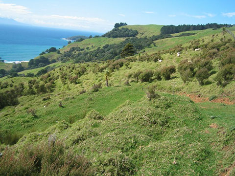 Pakiri gallery image 13