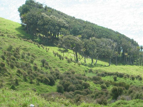 Pakiri gallery image 17